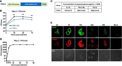 Oncolytic herpes simplex virus delivery of dual CAR targets of CD19 and BCMA as well as immunomodulators to enhance therapeutic efficacy in solid tumors combined with CAR T cell therapy